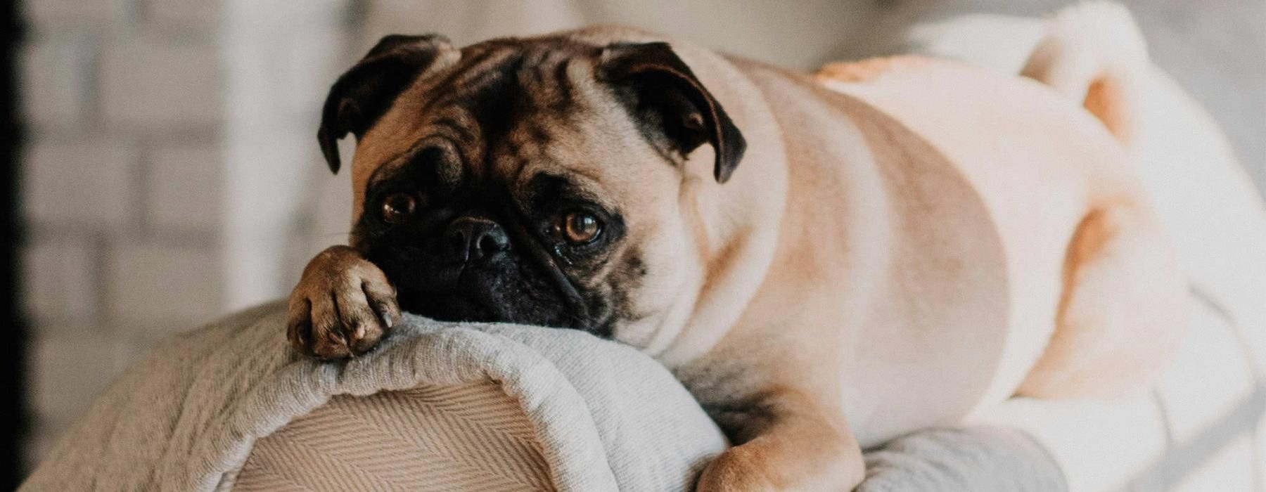 a dog lying on a couch