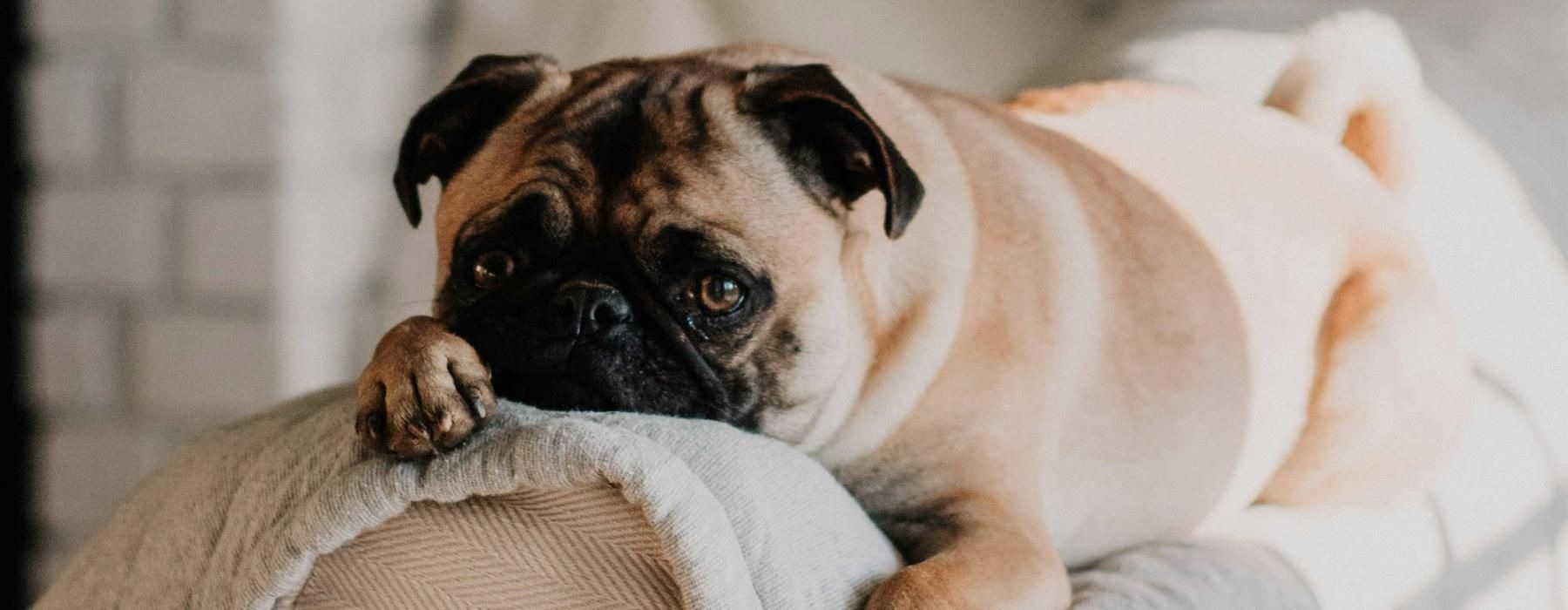 a dog lying on a couch