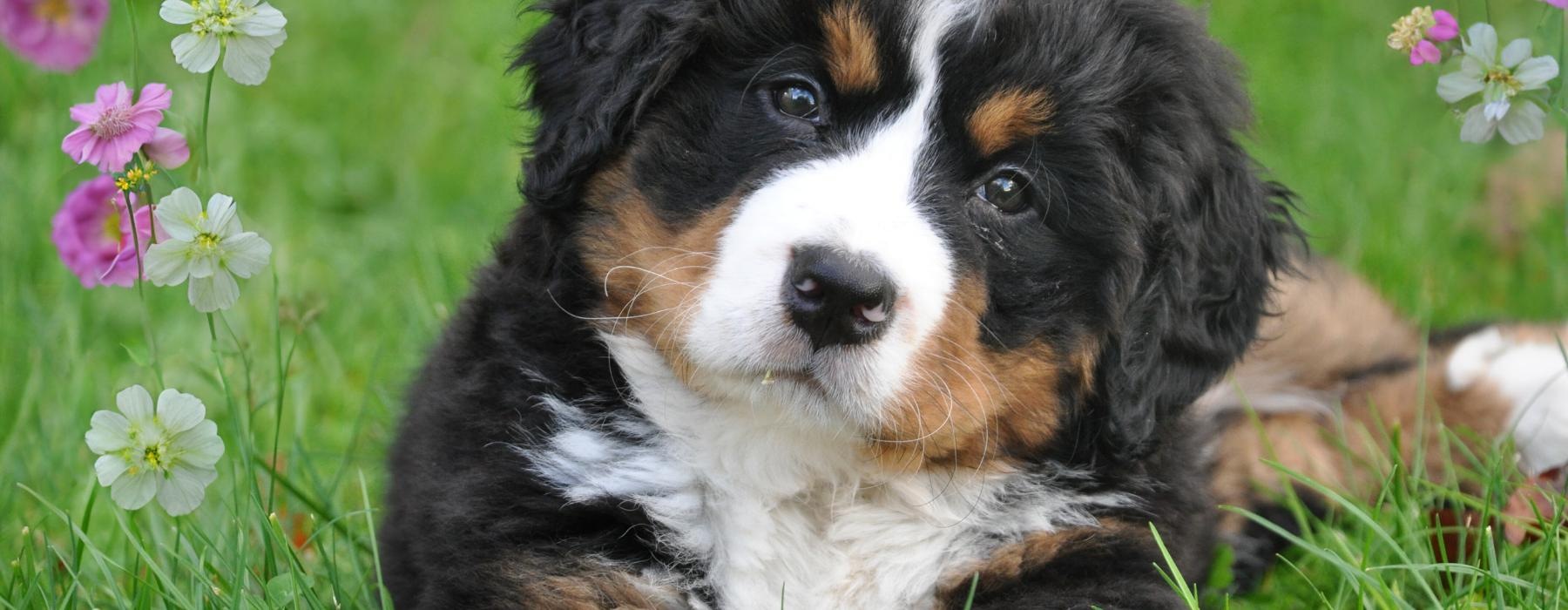 a dog lying in grass